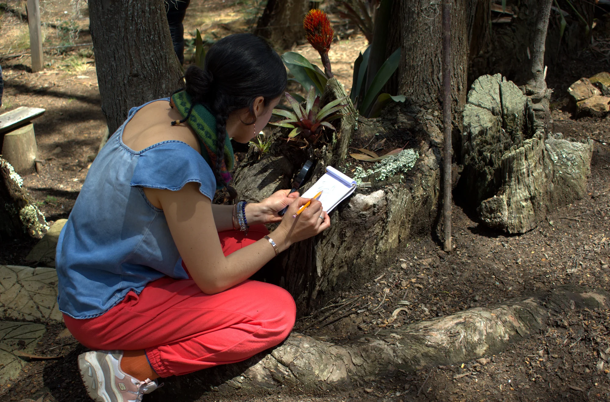 Participante dibujando una bromelia en el bosque durante la primera jornada de Raíces Aéreas.